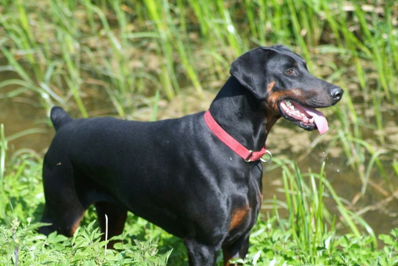 Avoir un chien en bonne santé