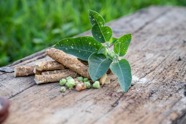 ashwagandha racine plante 