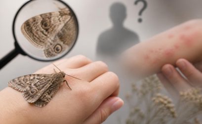 découvrez si les papillons de nuit piquent réellement, les risques associés et démystifiez les fausses croyances autour de ces insectes nocturnes.