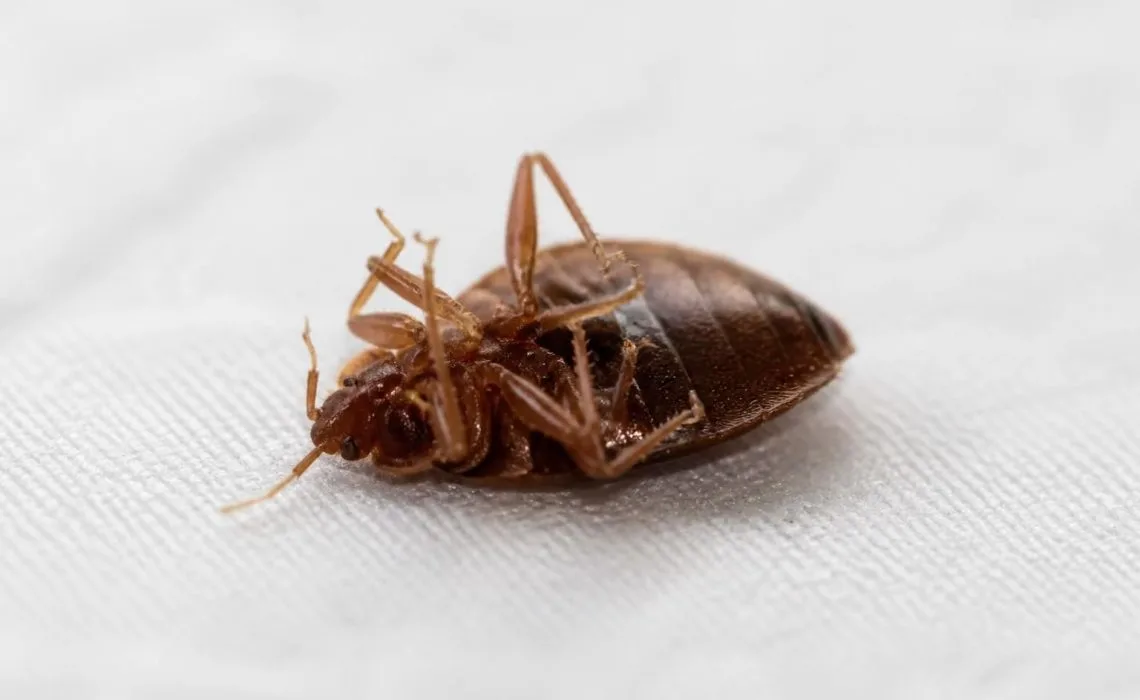 découvrez comment la photo d'une punaise de lit morte peut servir d'indicateur clé pour évaluer l'efficacité de vos efforts de désinfestation et assurer un environnement sain.