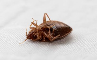 découvrez comment la photo d'une punaise de lit morte peut servir d'indicateur clé pour évaluer l'efficacité de vos efforts de désinfestation et assurer un environnement sain.