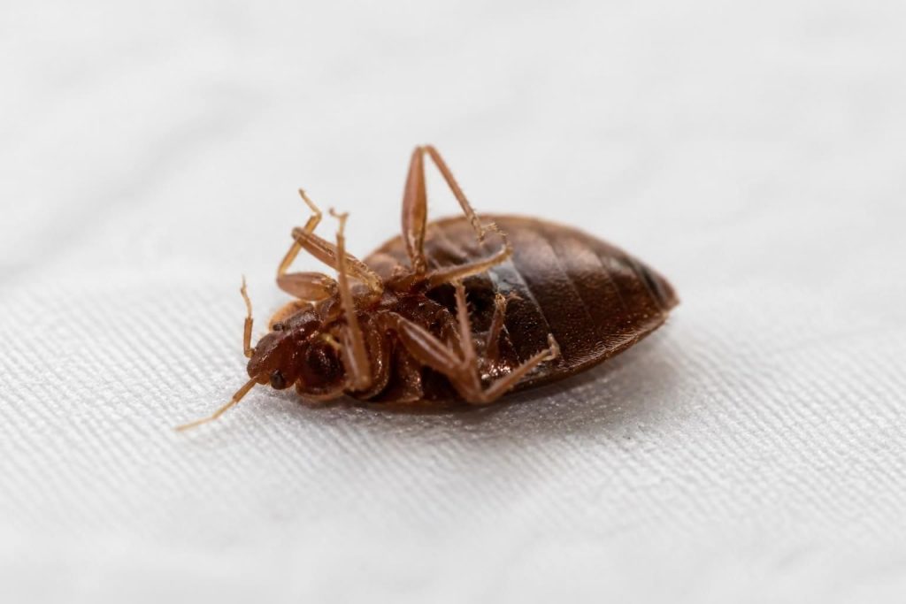 découvrez comment la photo d'une punaise de lit morte peut servir d'indicateur clé pour évaluer l'efficacité de vos efforts de désinfestation et assurer un environnement sain.