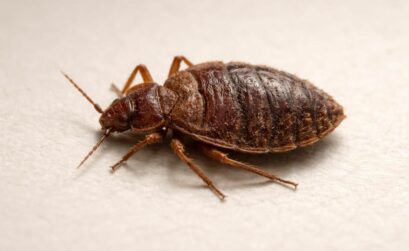 découvrez comment identifier une punaise de lit morte grâce à ses caractéristiques distinctives pour mieux protéger votre domicile.