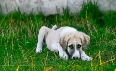 Que doit on faire si son chien a de la fièvre