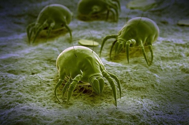 acariens dans le matelas