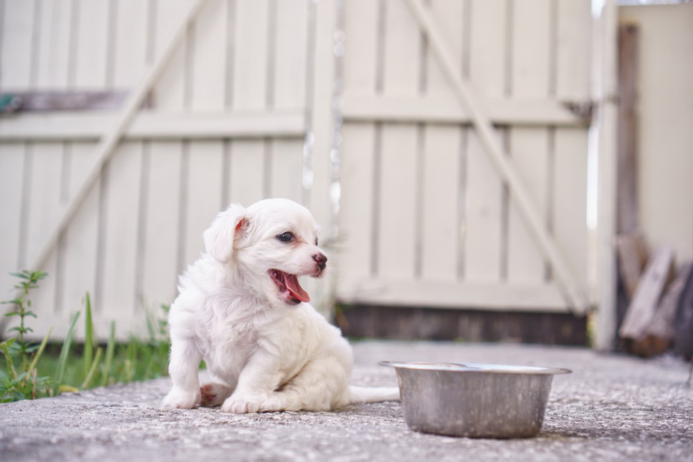 aliments pour chien