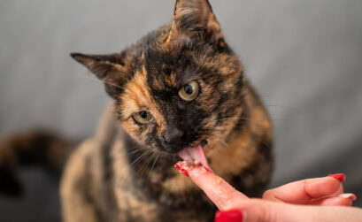 allergie chat