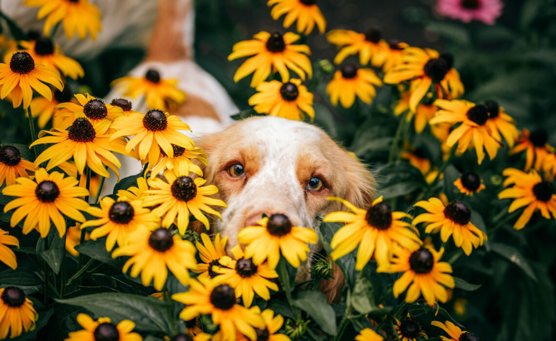 animaux stressés