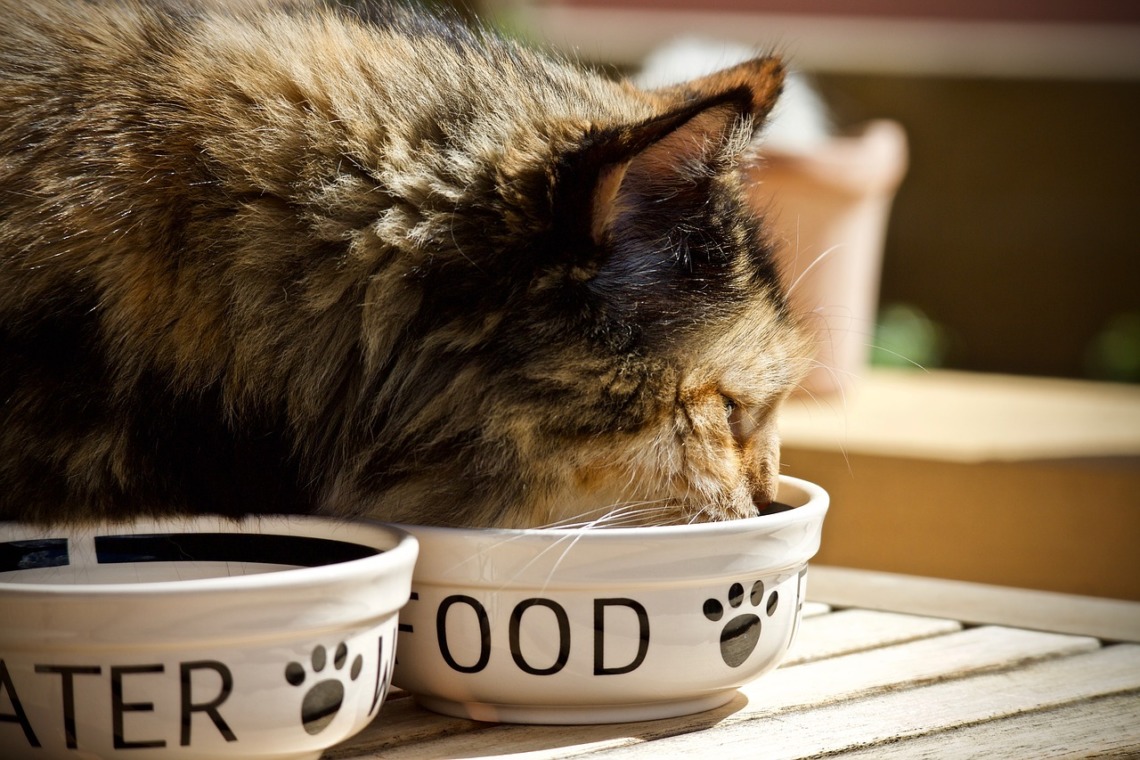 protéine pour chat