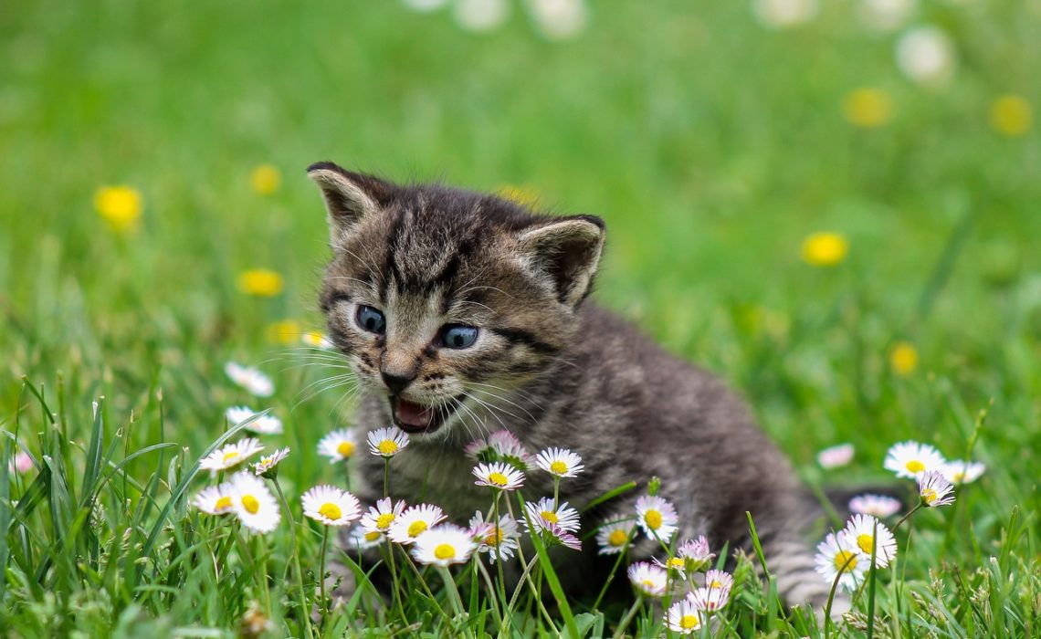 chat dans la pelouse