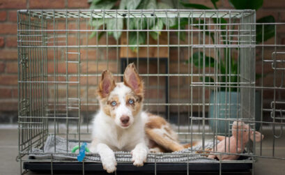 chenil pour chien