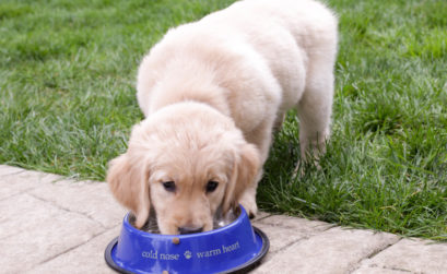 chien en bonne santé