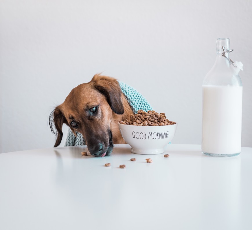 chien mangeant du croquette