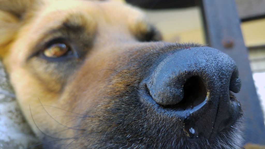 déceler la fièvre chez le chien