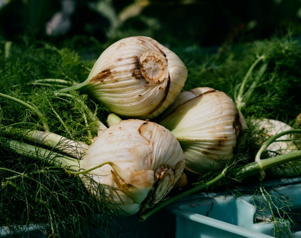 La liste des légumes riches en fer