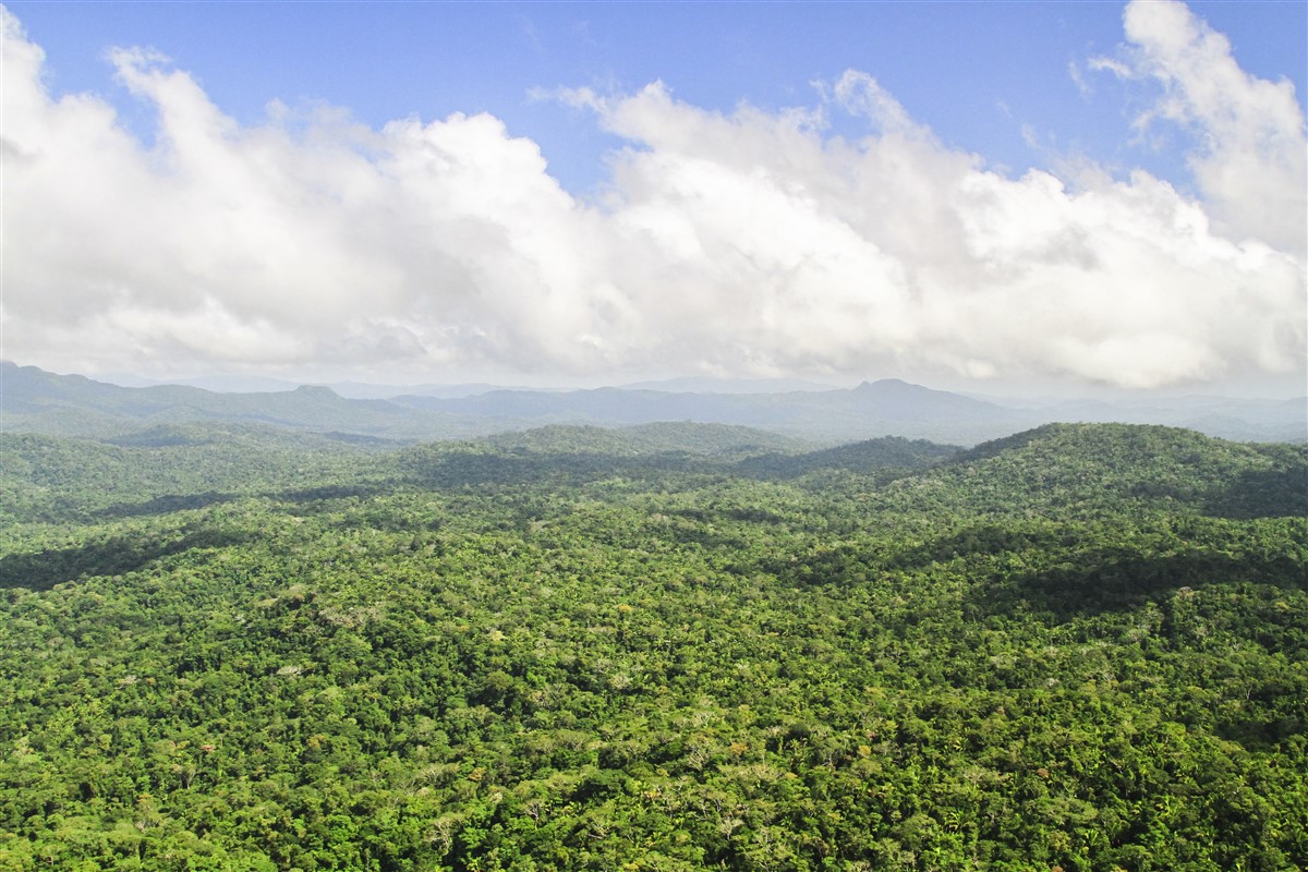 foret primaire indemne