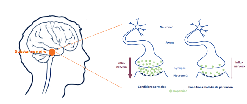 mécanisme biologique parkinson