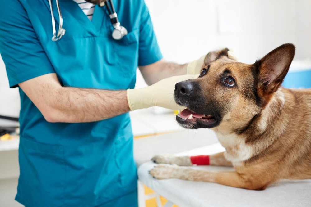 probleme oreille chien