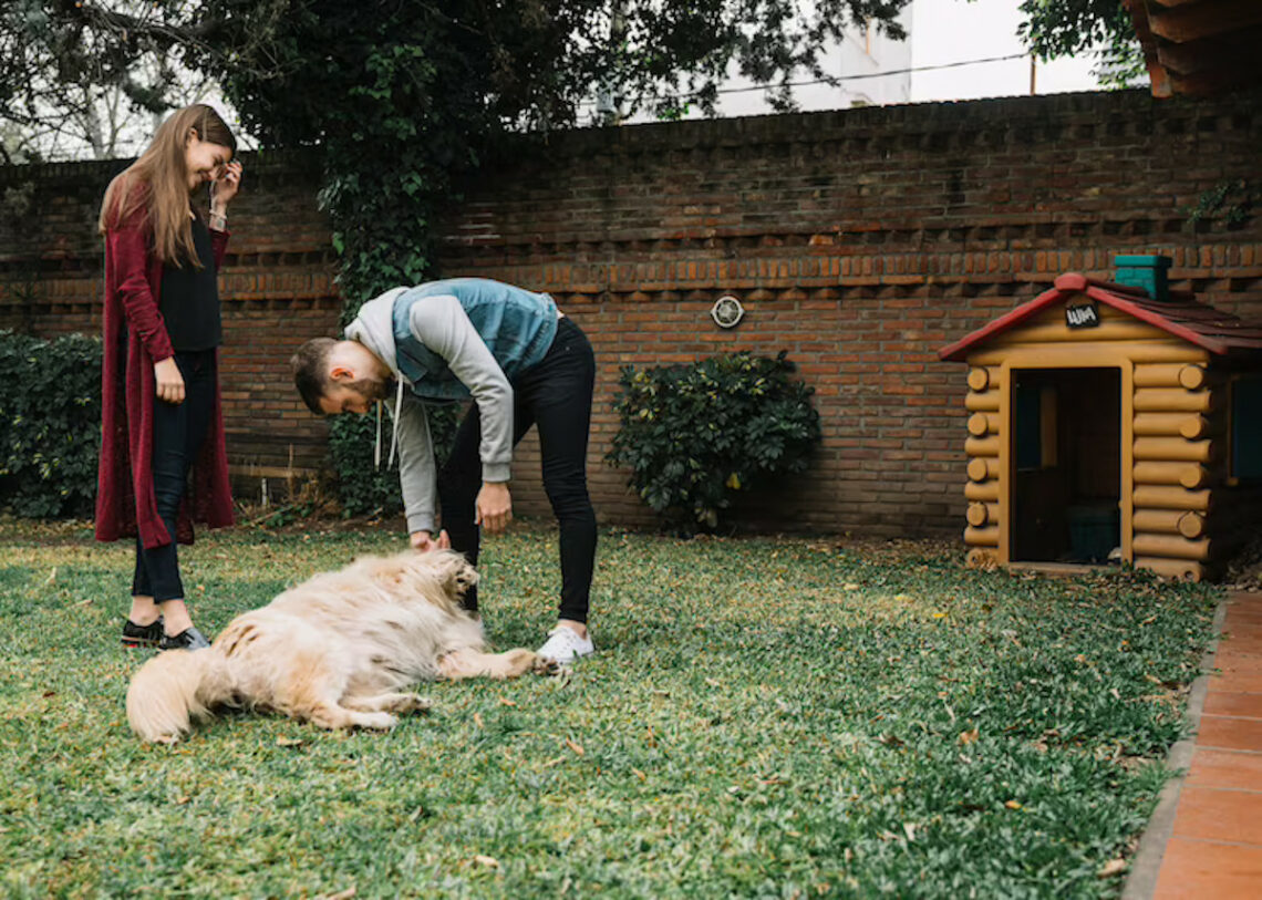 remèdes chien