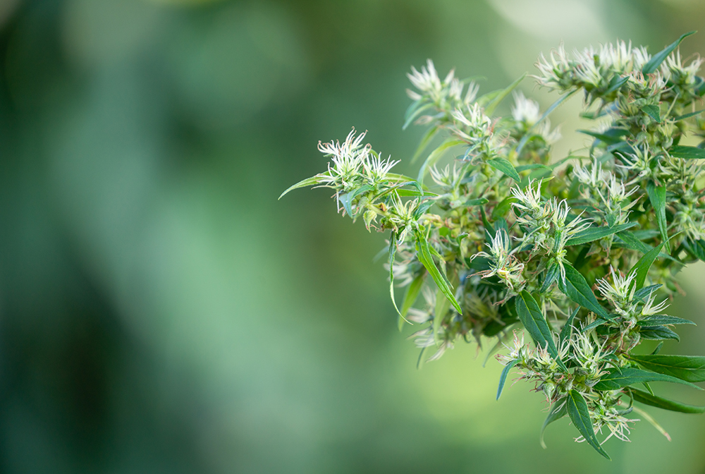 variétés fleur CBD